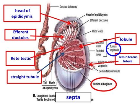 thick white capsule surrounding the testes|efferent ductules in testicles.